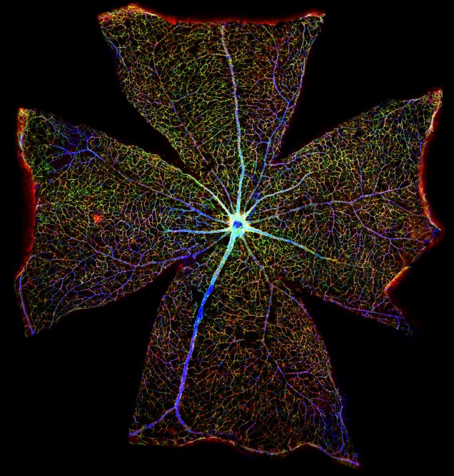 Isso é a retina de um rato. Com essa imagem dá para ter uma noção do quão complexo é o sistema visual dele. Em azul, estão definidas as veias; em vermelho ou verde, os nervos. Para conseguir esse resultado, os pesquisadores tiraram 400 fotos, e depois juntaram-nas em uma só imagem.