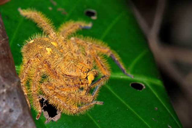 Heteropoda davidbowie Heteropoda davidbowie
