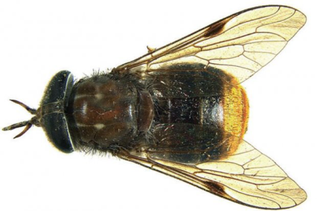 Scaptia beyoncea Scaptia beyoncea