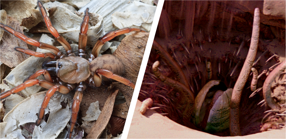 Esta aranha predadora californiana teve seu nome escolhido por causa do Sarlacc, criatura encontrada no Grande Poço de Carkoon, em Tatooine (planeta em que nasceu Luke Skywalker) e que engolia o que viesse pela frente. A <em>Aptostichus sarlacc</em> <a href="https://zookeys.pensoft.net/articles.php?id=3454" target="_blank" rel="noopener">levou esse nome, em 2012,</a> por causa de sua estratégia de construir um alçapão e se esconder nele para atacar suas presas.