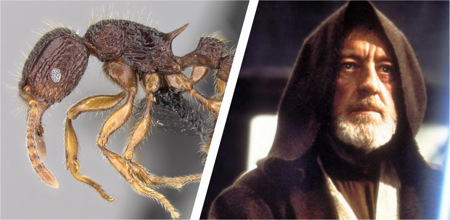 9 espécies animais com nomes inspirados em Star Wars