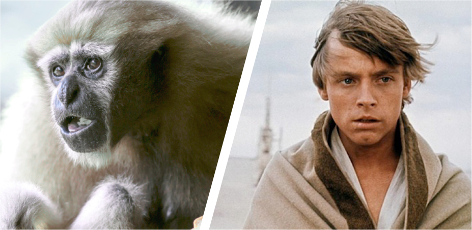 9 espécies animais com nomes inspirados em Star Wars