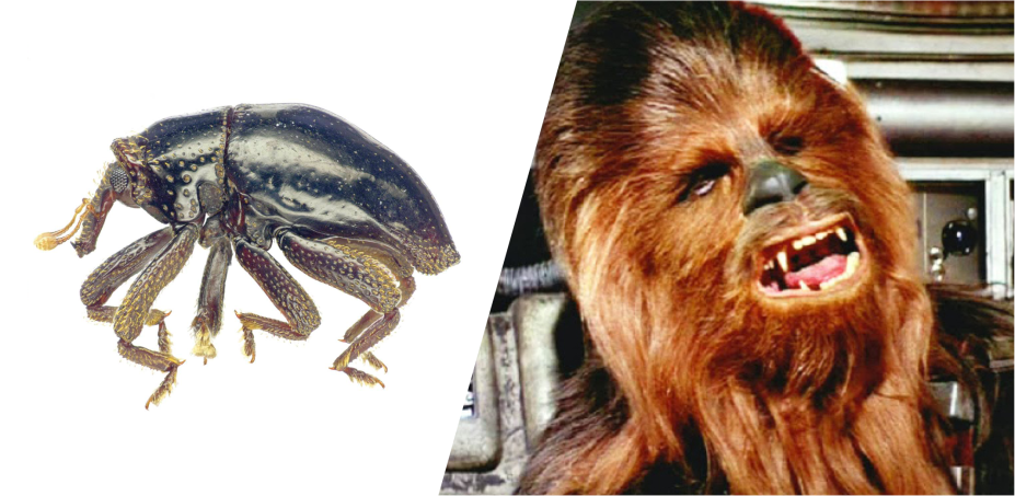 Eis o <em>Trigonopterus chewbacca</em>, que homenageia uma dos personagens mais queridos da saga. Este gorgulho foi <a href="https://zookeys.pensoft.net/articles.php?id=7709" target="_blank" rel="noopener">descoberto em abril de 2016</a> na ilha de Nova Guiné. Mas por que um bichinho tão pequeno e sem pelos teria o nome inspirado em Chewie? A explicação dos cientistas está nas <a href="https://zookeys.pensoft.net/lib/ajax_srv/article_elements_srv.php?action=zoom_figure&instance_id=14&article_id=7709" target="_blank" rel="noopener">densas escamas</a> observadas nas patas e na cabeça do bichinho.