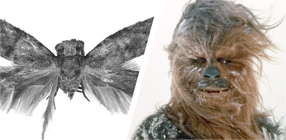 Olha o Chewie de novo na lista. Os pelos abundantes dessa mariposa mexicana foram a inspiração para que ela fosse batizada como <em>Wockia chewbacca</em>. A <a href="https://www.bioone.org/doi/abs/10.4289/0013-8797-111.1.166" target="_blank" rel="noopener">primeira publicação</a> a mencioná-la é de 2009.