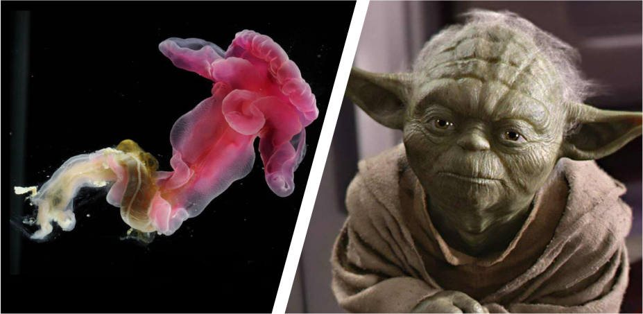 Este verme marinho (<em>Yoda purpurata</em>) é o único invertebrado da lista, <a href="https://onlinelibrary.wiley.com/doi/10.1111/j.1744-7410.2012.00266.x/abstract" target="_blank" rel="noopener">descoberto em 2012</a> nas profundezas do Atlântico Norte. As asas do bicho lembram as orelhas características do pequeno grande mestre Jedi.