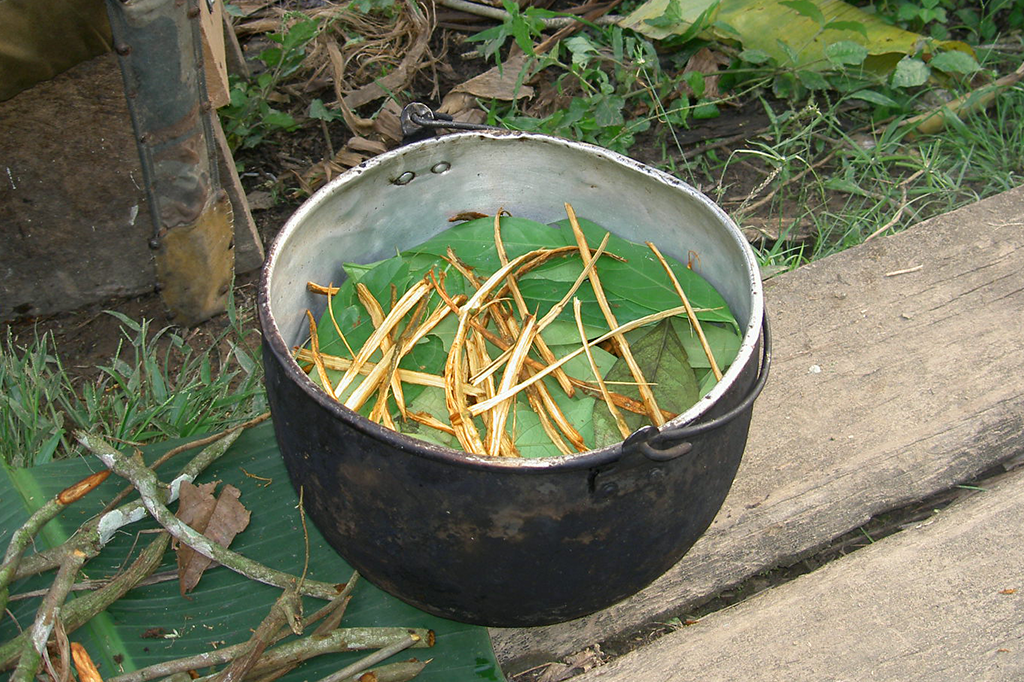 Psicodélico presente na ayahuasca pode ajudar o cérebro a produzir novos neurônios
