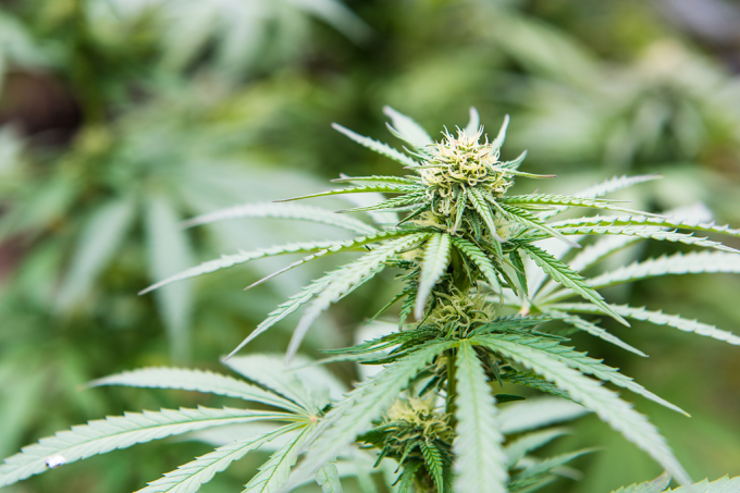 Cannabis é reconhecida como planta medicinal pela Anvisa