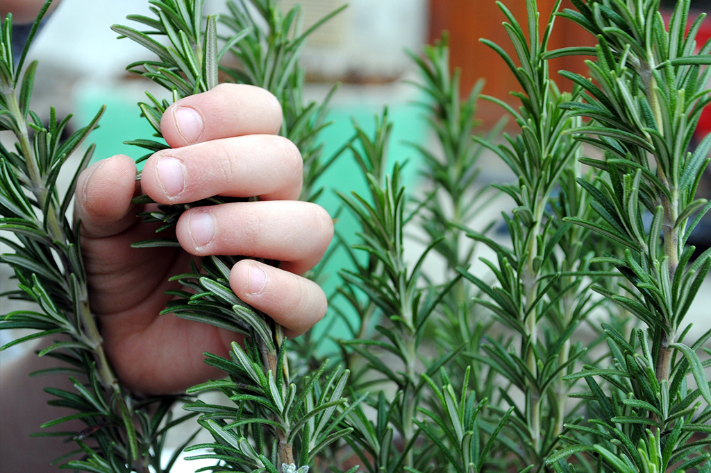 Tempero pode ajudar crianças a aprender melhor