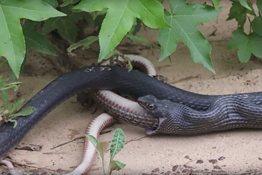 Veja a disputa intrigante entre duas cobras para devorar uma perereca -  CenárioMT