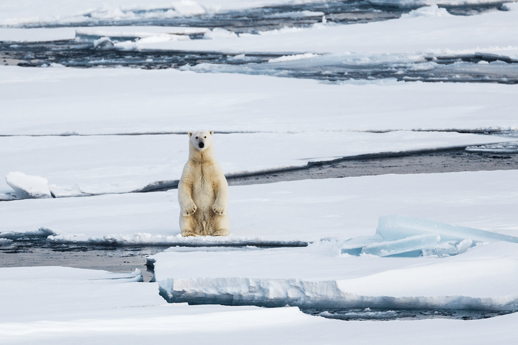 urso-polar-na-noruega