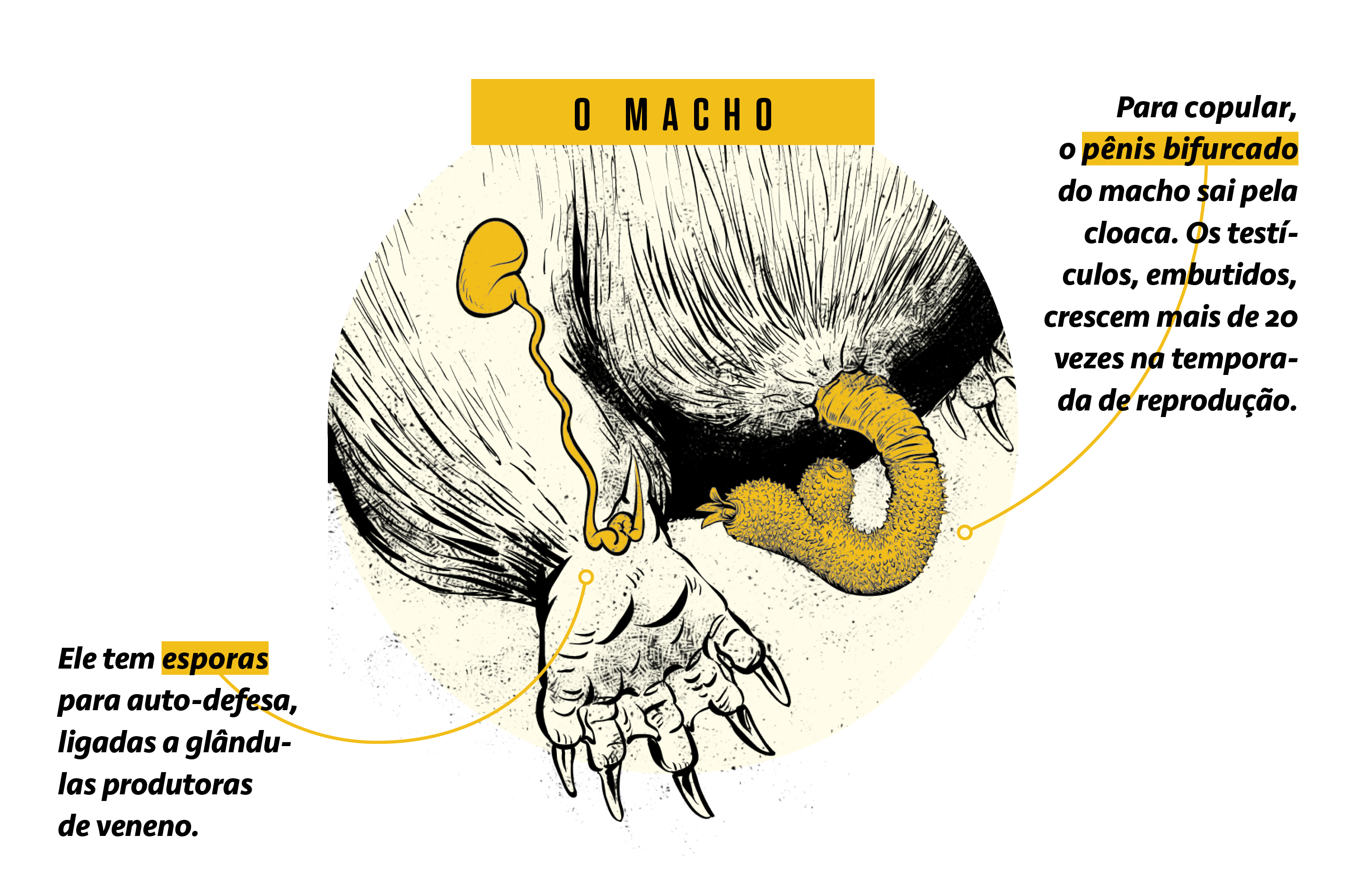 Ornitorrinco – Wikipédia, a enciclopédia livre