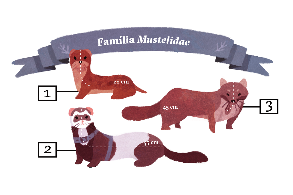 Qual a diferença entre doninha, fuinha e furão?