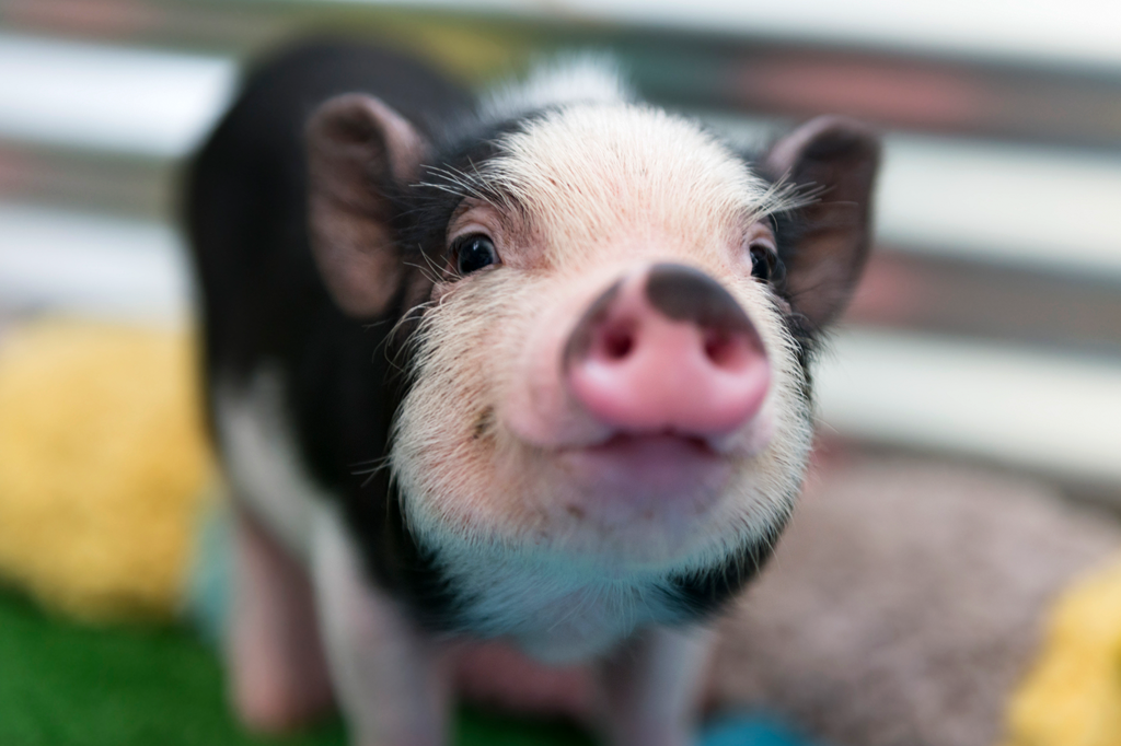 Cultivo de rins humanos em porcos para transplante já é possível | Super
