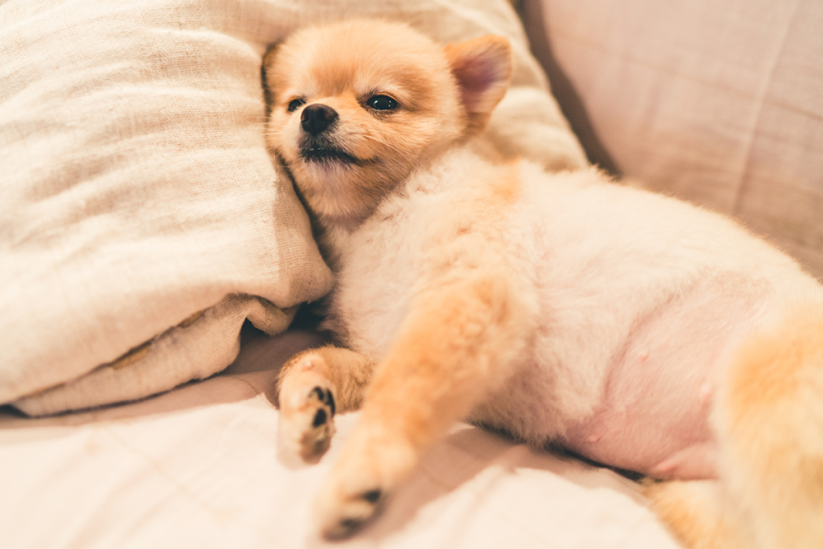 Como falar com seu cachorro | Super Como falar com seu cachorro | Super
