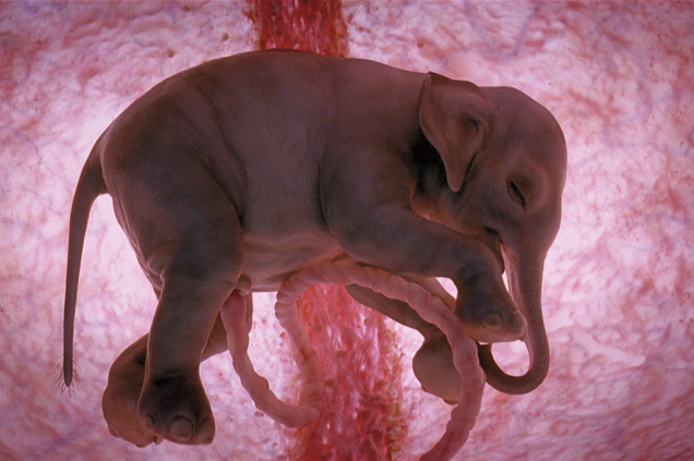 Elefante Elefante