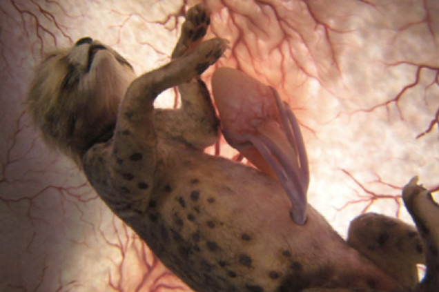 Leopardo Leopardo