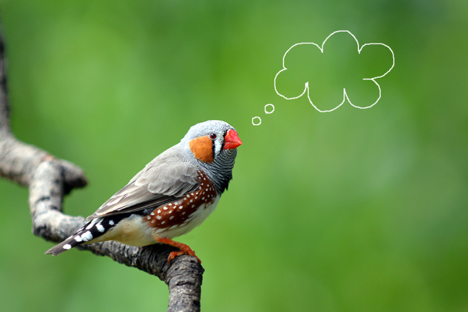 Cientistas leem a mente de um passarinho – e esse é o primeiro passo para ler a nossa