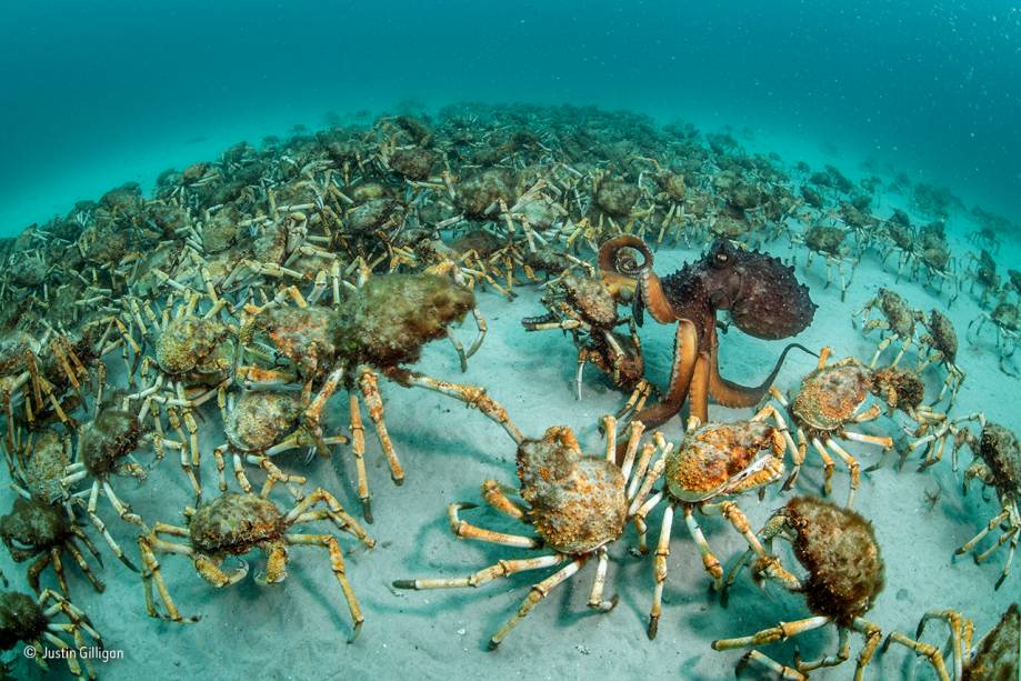 Polvos e caranguejos não se encontram com frequência. Mas na costa da Tasmânia, na Austrália, tudo é possível. O encontro, é claro, não foi amigável, e terminou em almoço. Adeus, caranguejo! Vencedor na categoria "comportamento: invertebrados".