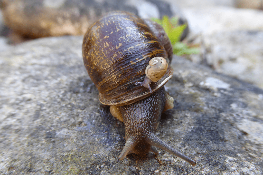 Jeremy, o único caracol cujo casco gira para esquerda, morre – mas deixa um legado