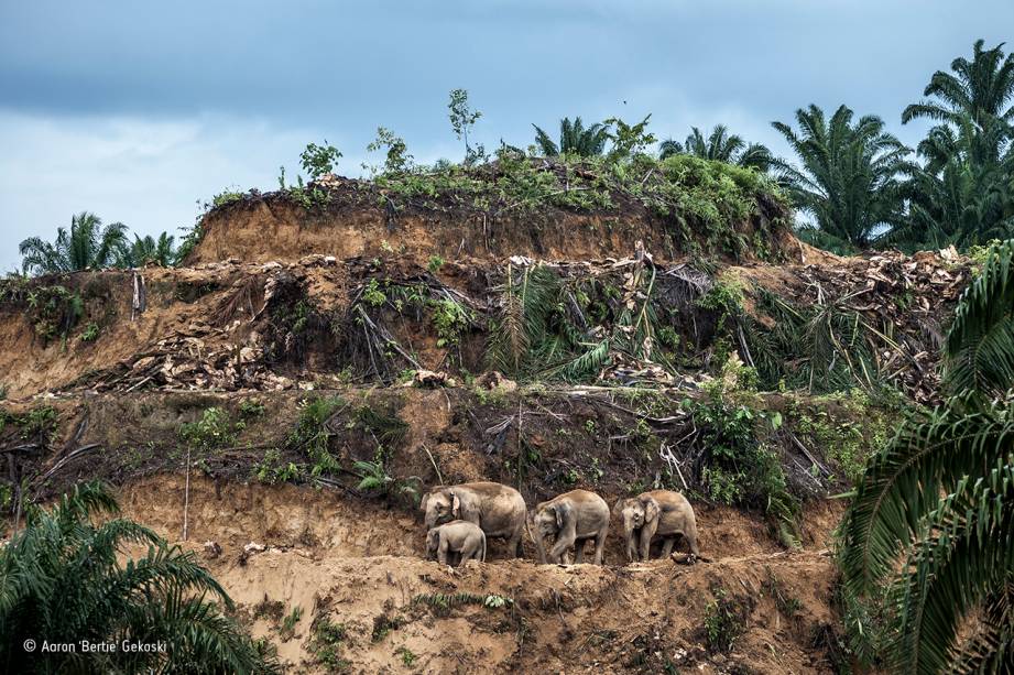 Na ilha de Bornéu, três elefantes adultos e um filhote observam sua antiga floresta, devastada pela lucrativa exploração do óleo de palma. A subespécie do elefante asiático que habita a ilha se separou do ramo principal há cerca de 300 mil anos, e se desenvolveu isolada de seus parentes continentais – o que explica seu tamanho reduzido. Hoje, restam algo entre mil e 2 mil exemplares, espremidos nos 8% da mata que ainda estão preservados. Em 2013, a situação crítica foi parar nos jornais quando 14 elefantes foram mortos por envenenamento. A foto levou o prêmio na categoria "fotojornalismo: imagem única".