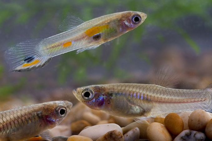 Peixe