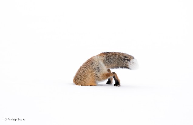 A foto foi feita em um dia de neve no parque de Yellowstone, em Wyoming, nos EUA. Segundo o autor, a raposa fêmea ensaiou um pouco para atacar uma provável presa (o que lhe deu tempo de pegar a câmera), mas, depois do mergulho, passou meros dez segundos com a cabeça enfiada no buraco. Vencedora na categoria de fotógrafos entre 10 a 14 anos.