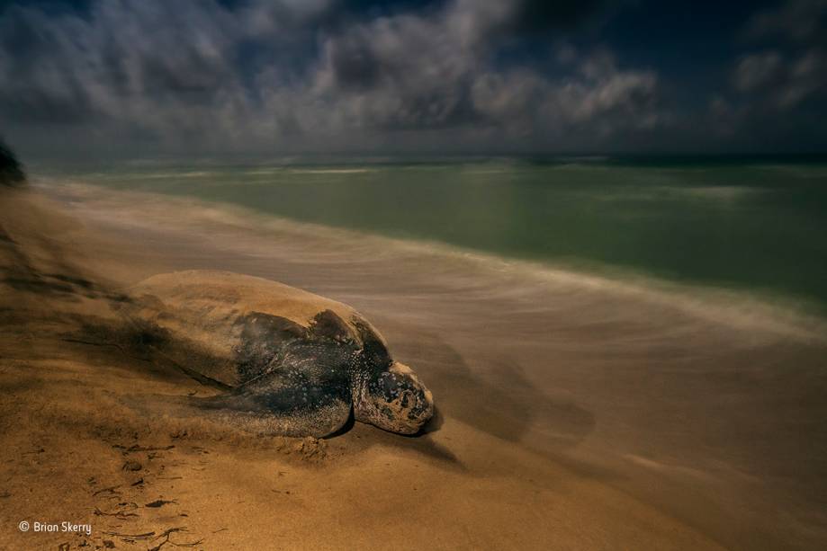 Tartarugas marinhas da espécie <span>Dermochelys coriacea correm da praia para o mar após saírem dos ovos. A foto foi tirada às duas da manhã na costa das Ilhas Virgens, no Caribe. O tempo de exposição foi extremamente longo para aproveitar a luz tênue da lua cheia. </span>Vencedora na categoria "comportamento: anfíbios e répteis". Tartarugas marinhas da espécie <span>Dermochelys coriacea correm da praia para o mar após saírem dos ovos. A foto foi tirada às duas da manhã na costa das Ilhas Virgens, no Caribe. O tempo de exposição foi extremamente longo para aproveitar a luz tênue da lua cheia. </span>Vencedora na categoria "comportamento: anfíbios e répteis".