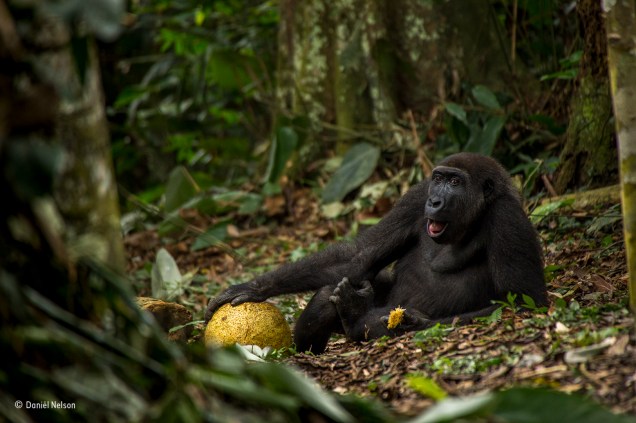 <div class="">Este é Caco, de nove anos, um habitante do Parque Nacional de Odzala, na República Democrática do Congo. Vendo sua expressão relaxada, é difícil adivinhar que ele está ameaçado de extinção. Caça, doenças contagiosas e a destruição das florestas equatoriais estão entre as principais ameaças ao  <span>gorila-ocidental-das-terras-baixas</span>. Registro vencedor da categoria para fotógrafos entre 15 e 17 anos.</div><div class=""></div>