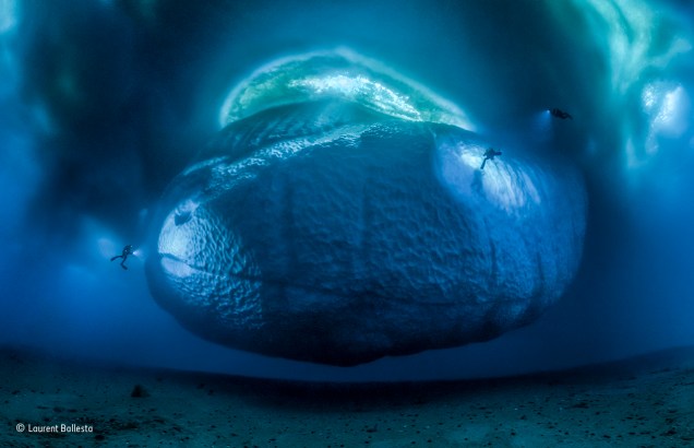 A expressão "é só a ponta do iceberg" dá uma boa dica do tamanho desses monstros marinhos. Na foto, o que você vê é a parte inferior, que fica submersa. Para criá-la, o francês <span>Laurent Ballesta e sua equipe de mergulhadores, que estavam o litoral da Antártica, precisaram selecionar 147 fotos tiradas de muito perto – e uní-las em um panorama inédito. Vencedor na categoria "ambientes da Terra".</span>