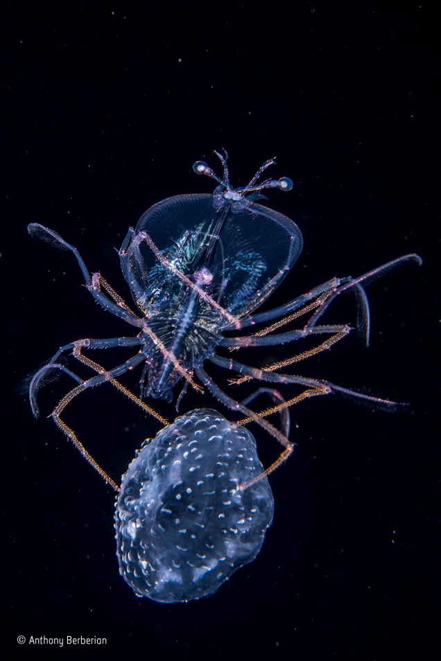 O clique foi feito no meio do Oceano Pacífico – a ilha mais próxima era Taiti, na Polinésia Francesa. O animal de cima é uma larva de lagosta (chamada "<span>phyllosoma")</span>, com apenas 1,2 cm. Ela está apoiada em uma água-viva da espécie <i>Pelagia noctiluca</i>, e ambos estão flutuando com a corrente. O autor é especializado em fotos de criaturas marinhas minúsculas. <span style="line-height:1.5;">A foto ganhou o concurso na categoria "debaixo d'água". </span>