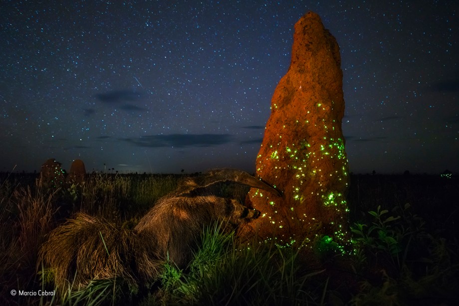 A foto foi feita no Parque Nacional das Emas, em Goiás, por um brasileiro. Após uma chuva, um tamanduá se prepara para devorar uma pequena população de insetos bioluminescentes – isto é, que produzem a própria luz.