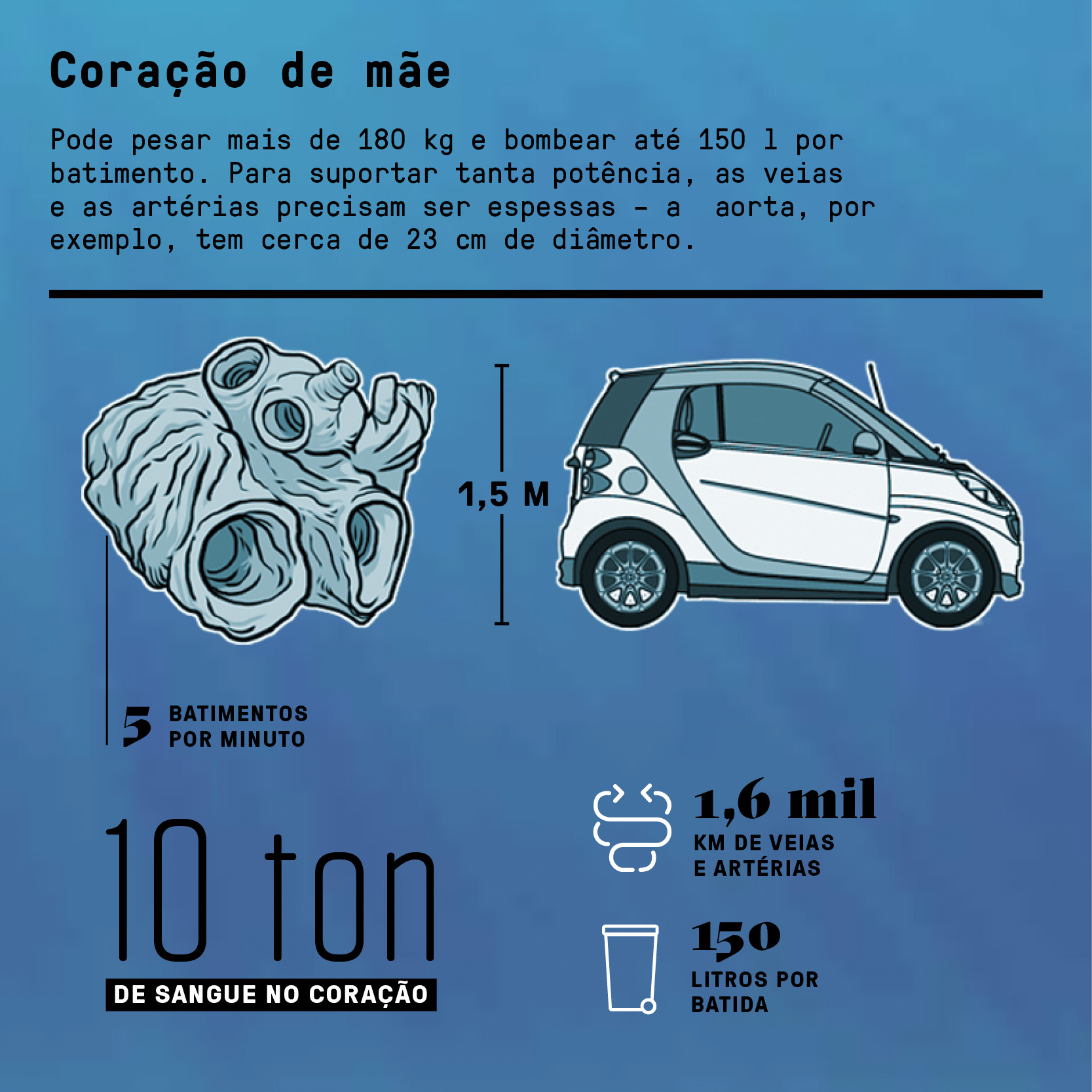 Por dentro de uma baleia-azul