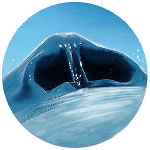 Por dentro de uma baleia-azul