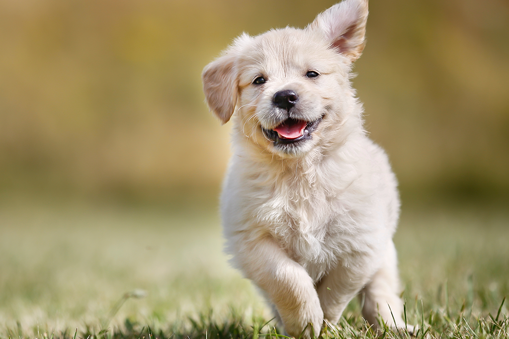 Dez semanas na vida de um filhote de cachorro | Super