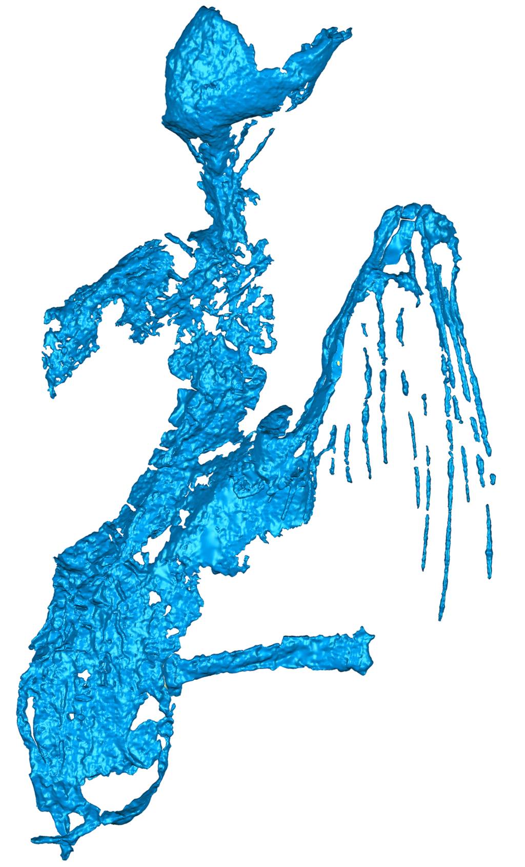 002 – CT dorsal view with head facing up