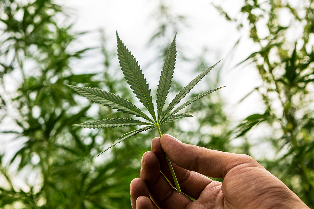 NY é a cidade que mais consome maconha no mundo. A segunda? Karachi, no Paquistão