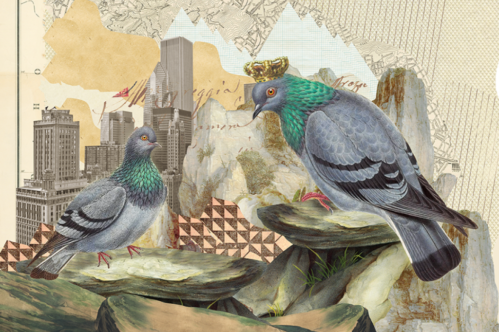 O pássaro globalizado … – Markt.de de pombos