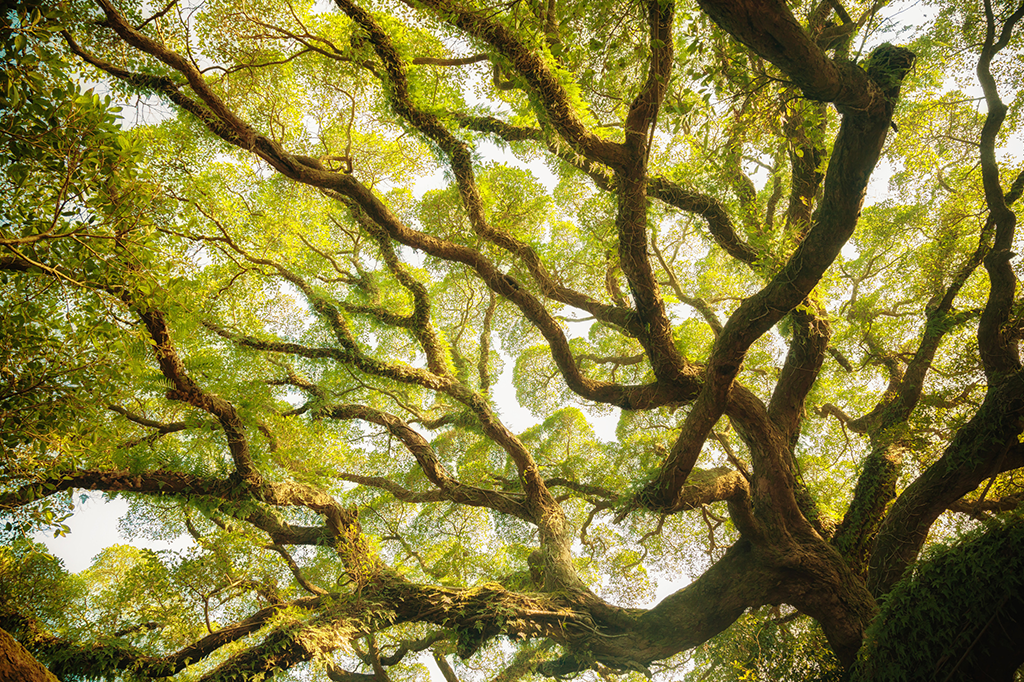 Cientistas criam árvore genealógica com 13 milhões de pessoas e 11 gerações