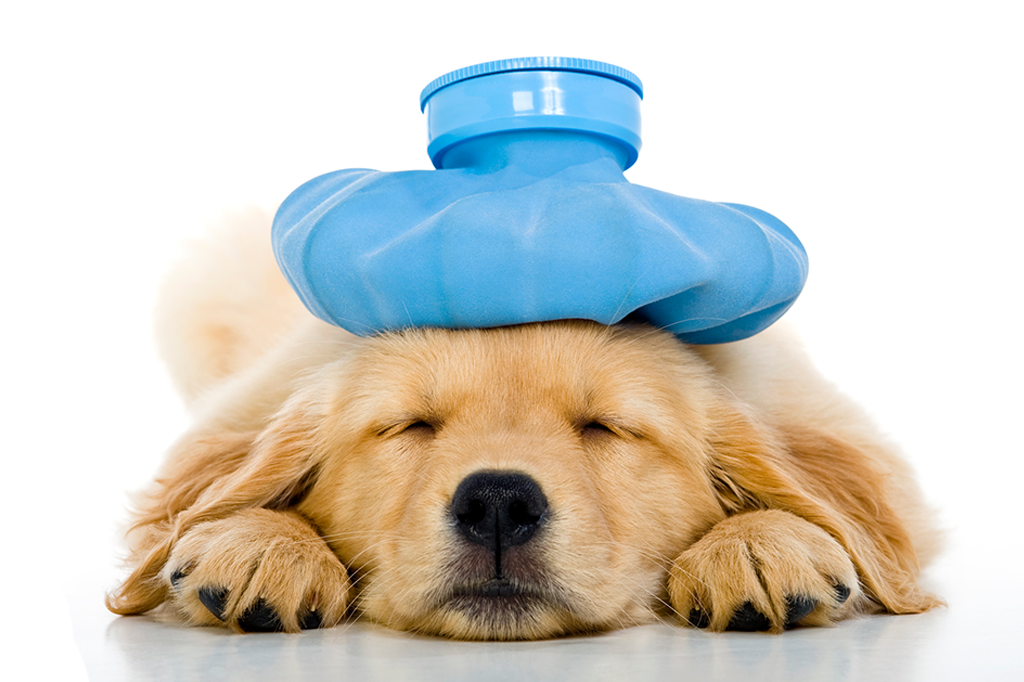 Como prestar primeiros socorros a animais