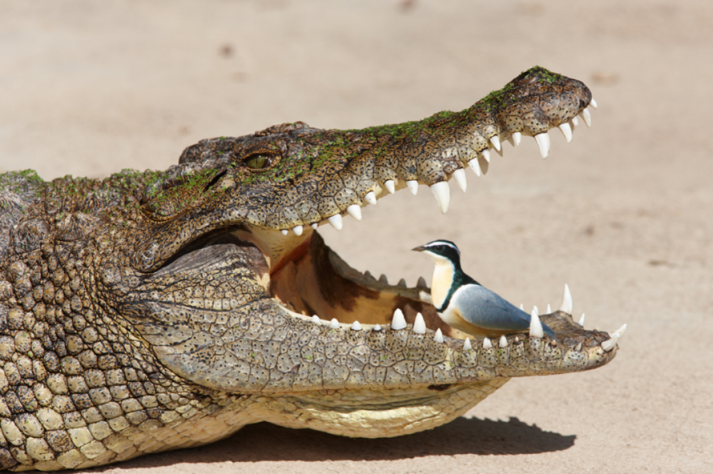 Galinhas já têm dentes de crocodilo - Mundo - Correio da Manhã