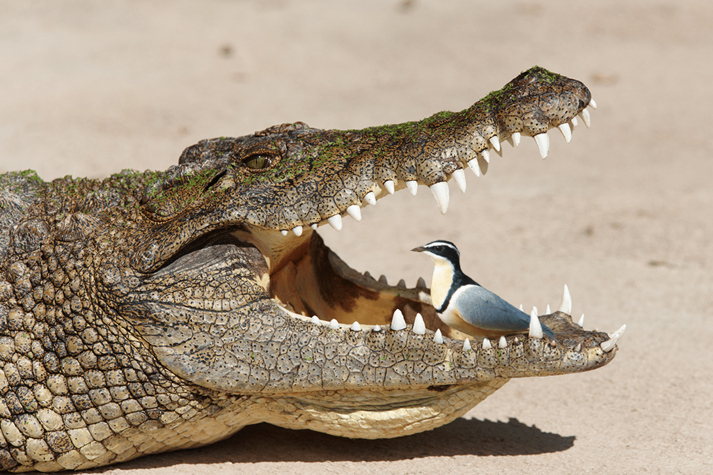 imagem de um crocodilo de boca aberta com um pássaro tranquilamente pousado dentro