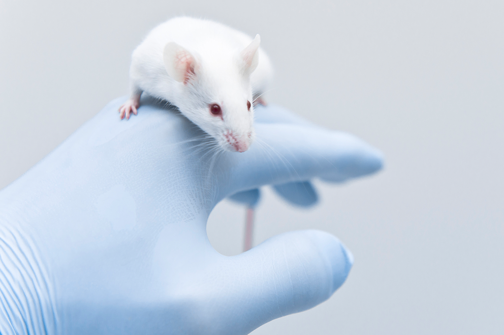 Tratamento que cura câncer em 96% dos ratos será testado em humanos