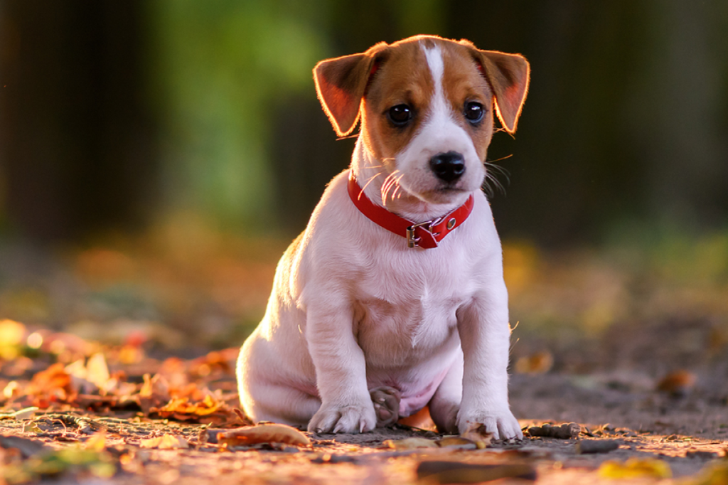 Conheça os filhotes de 15 animais e resista à fofura deles se for capaz