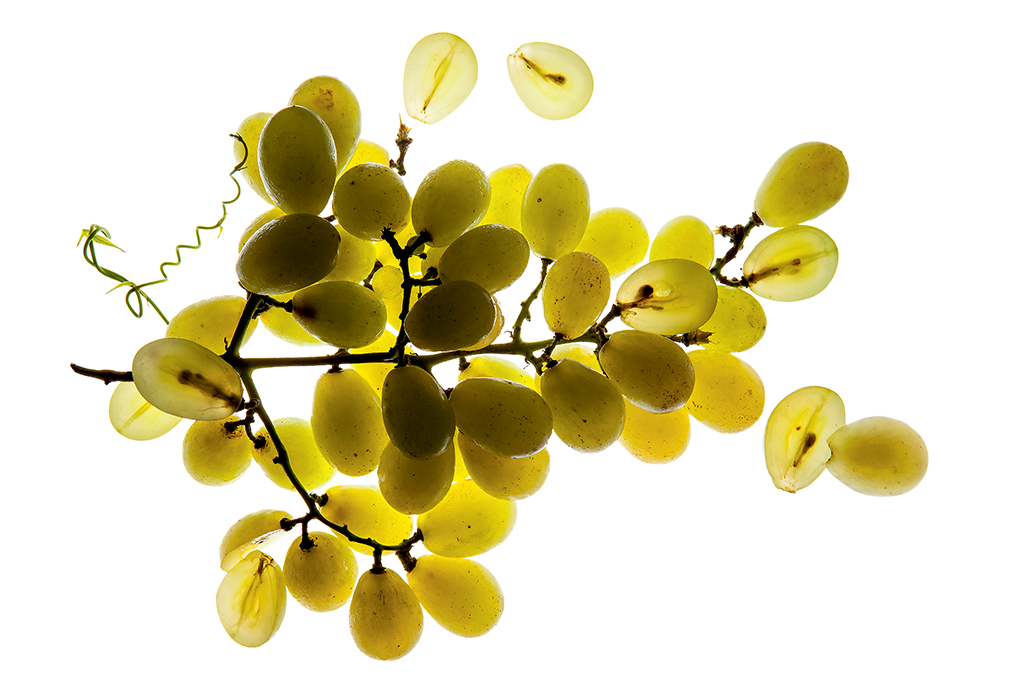 Merlot, Cabernet ou Syrah? Entenda as diferenças entre as uvas do vinho