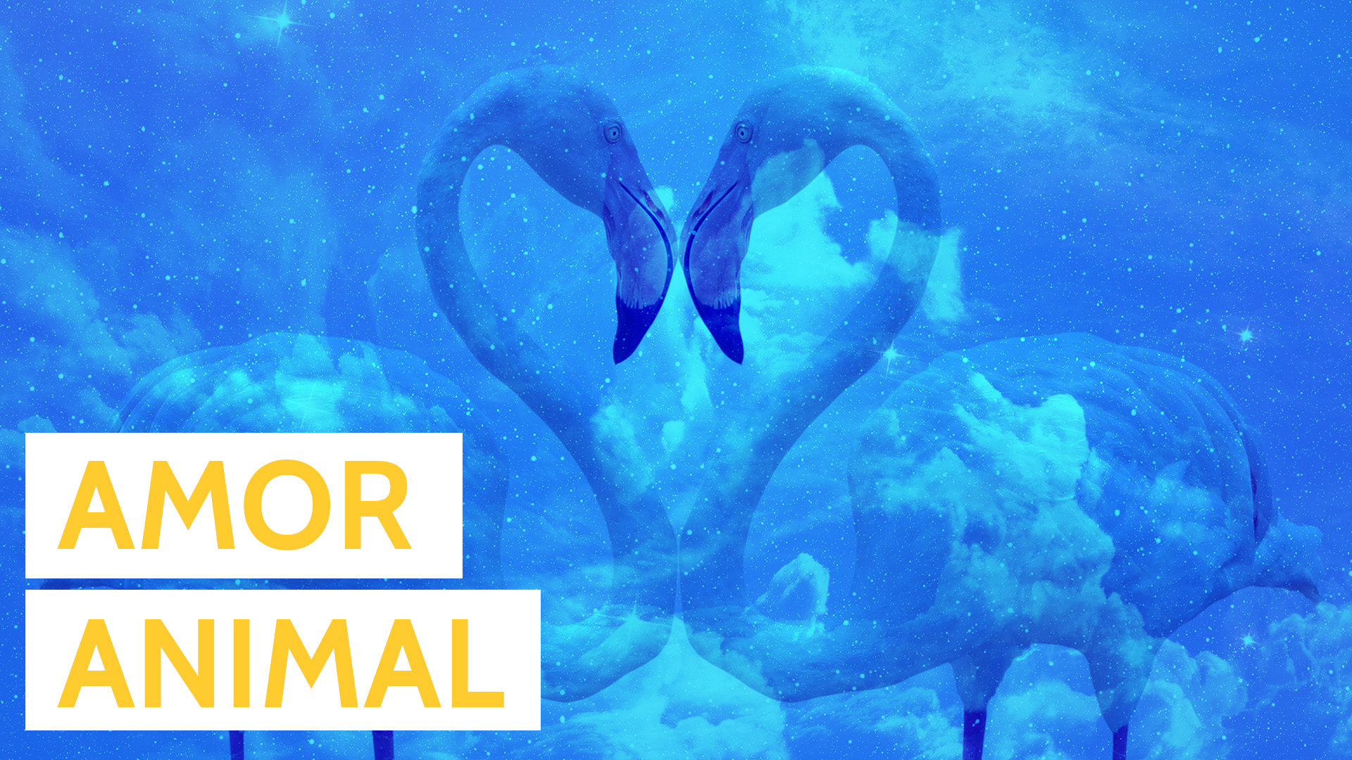 Os melhores GIFS de bichos e o amorzinho animal