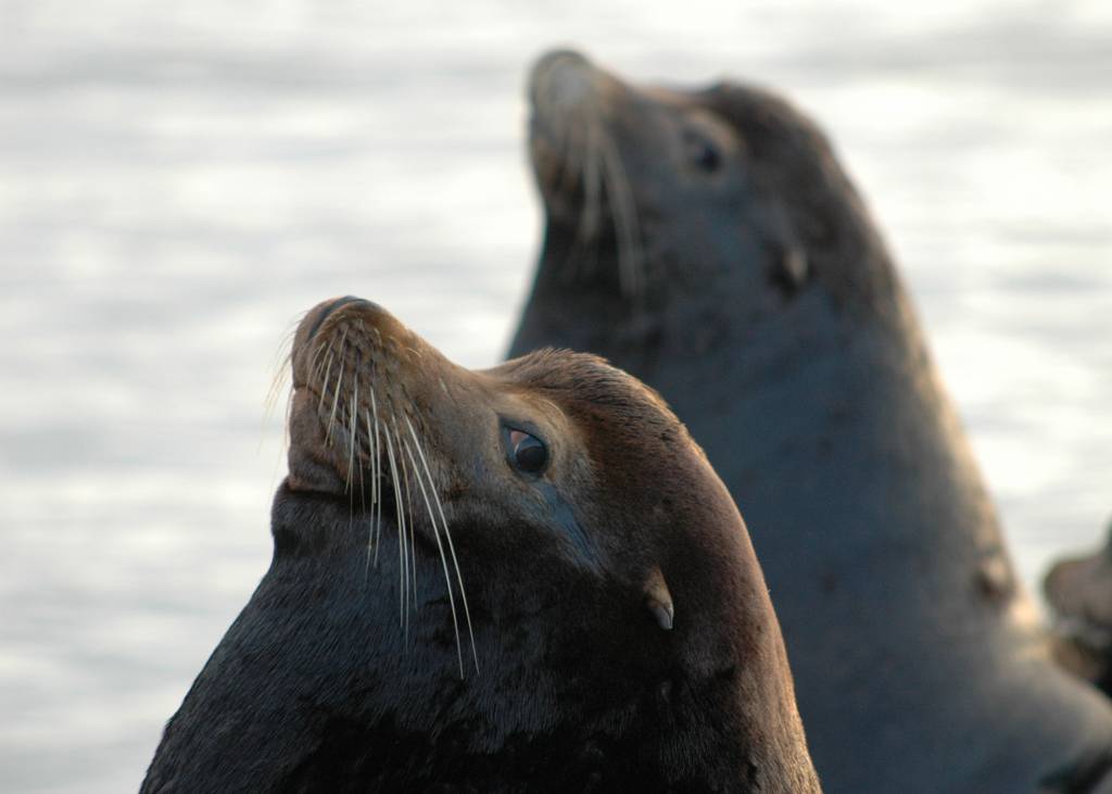 California sea lions Astoria