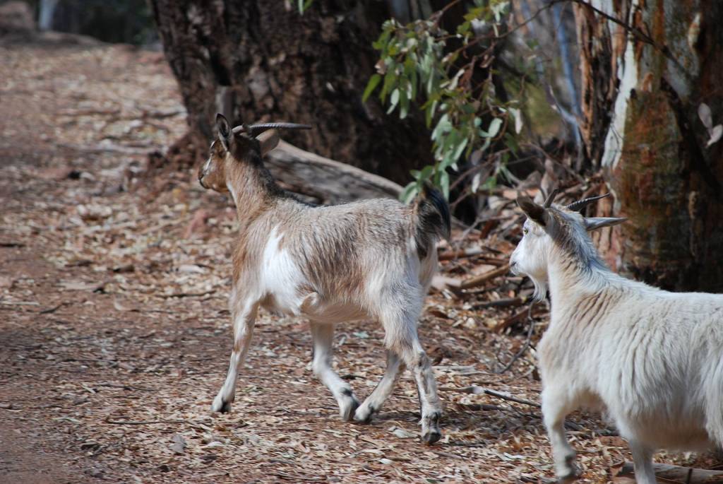 1280px-goats_-_wilpena_pound