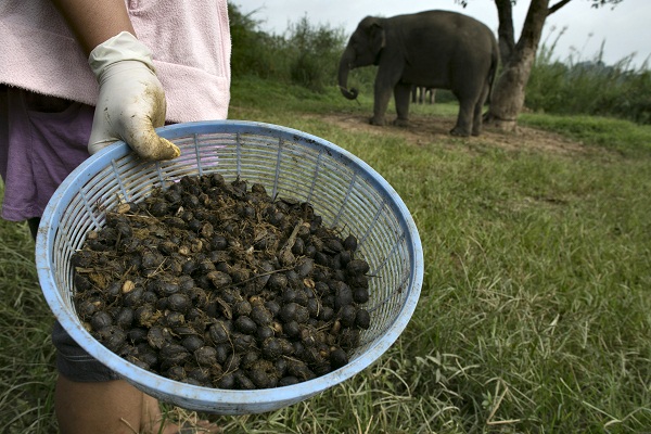 Elephant Dung Coffee Produces The World's Most Expensive Cup
