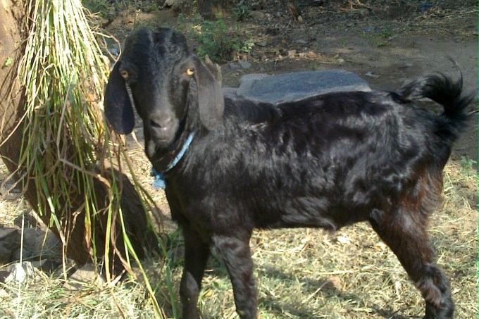 1_village_goat-_in_tamilnadu