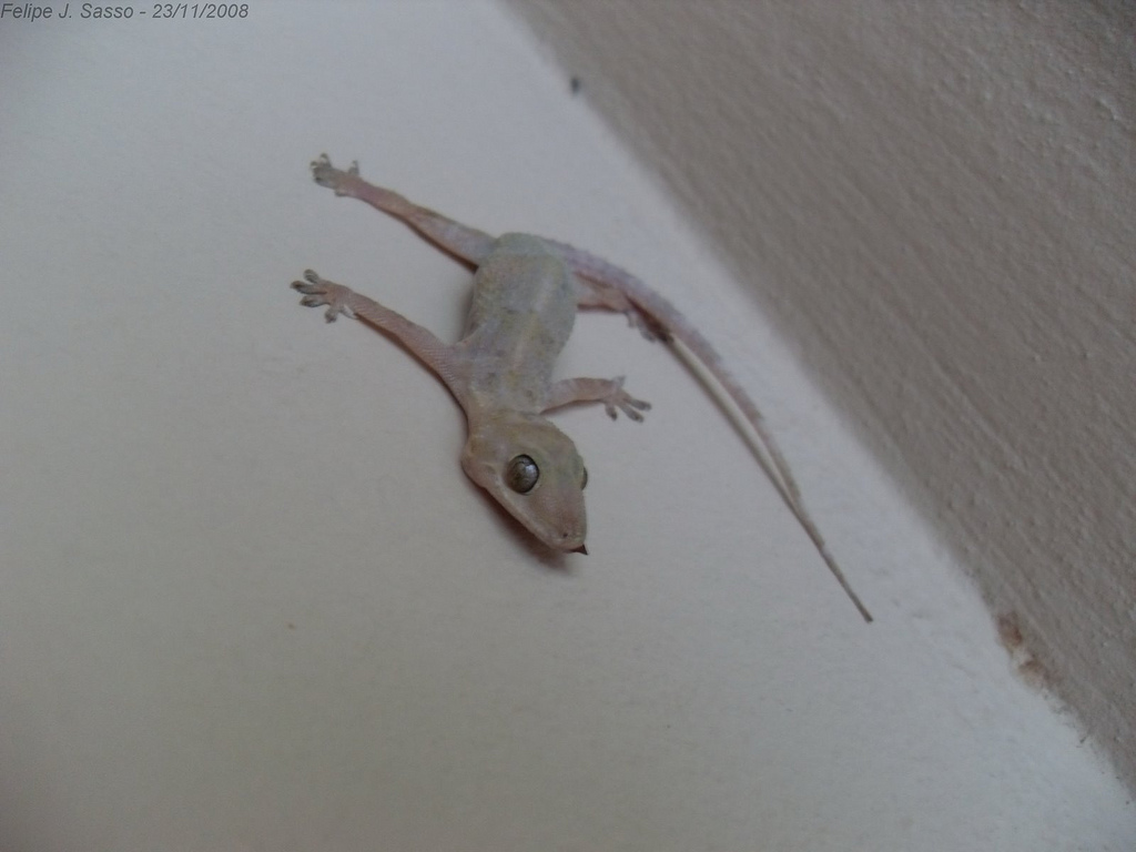 Como se regenera o rabo da lagartixa?